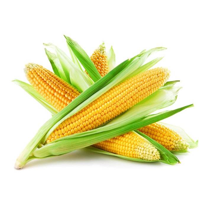 DACSA – POP CORN – MAÍZ