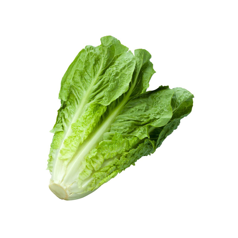 ENCISAM – LETTUCE – LECHUGA